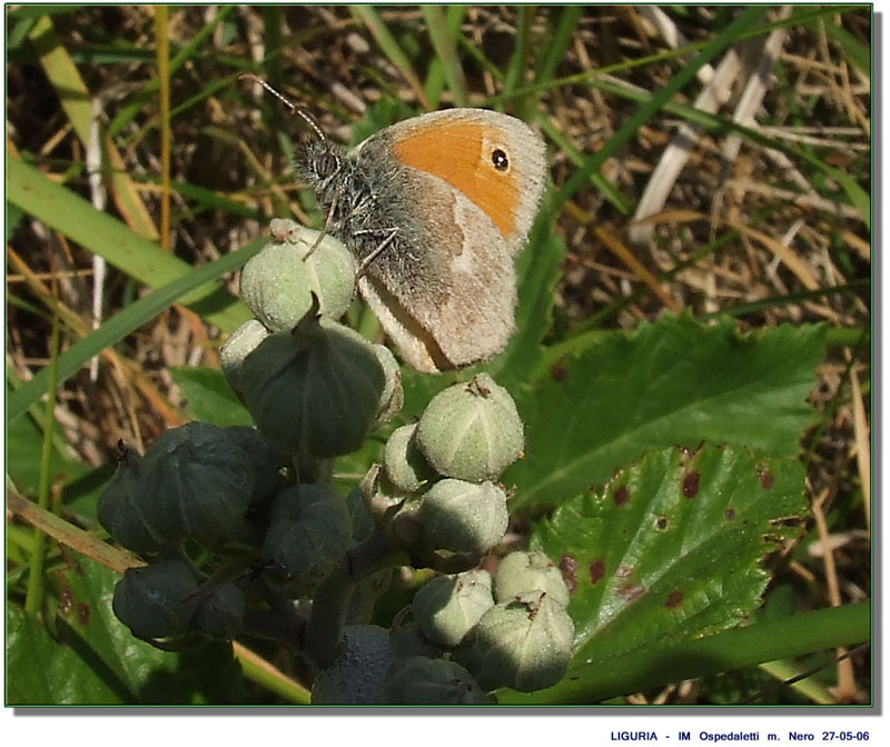 Coenonympha pamphilus